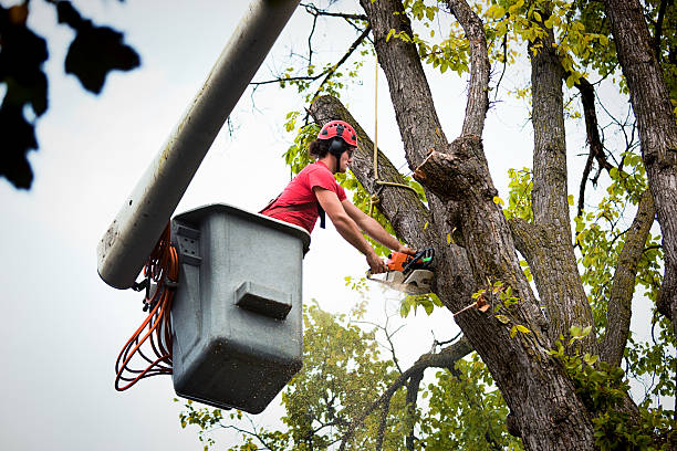 Reliable Lakeside, VA Tree Removal and Landscaping Services Solutions